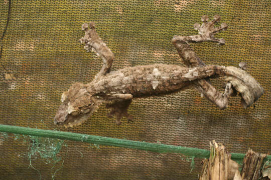 Image of Flat-tail geckos