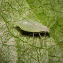 Image of Macrosiphum (Macrosiphum) rudbeckiarum (Cockerell & T. D. A. 1903)