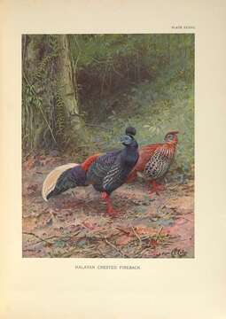 Image of Crested Fireback