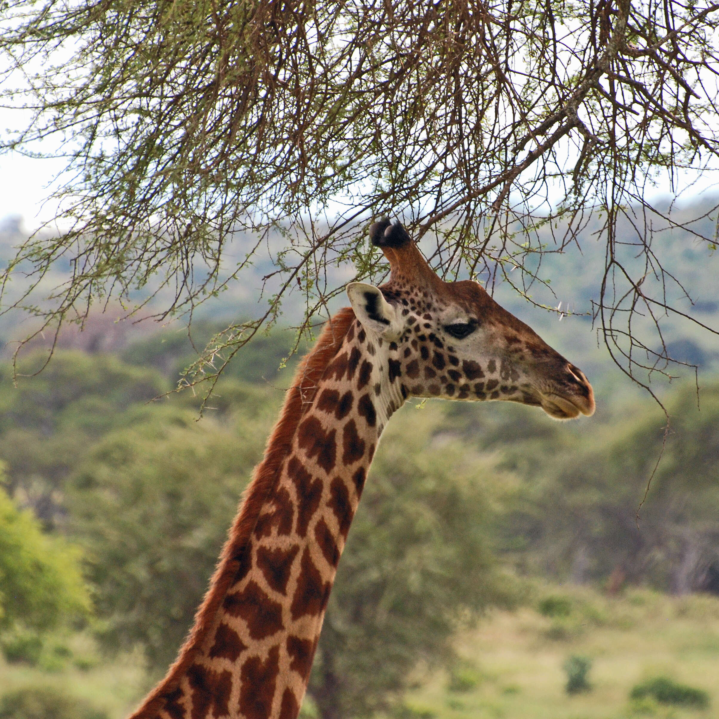 Image of Giraffe