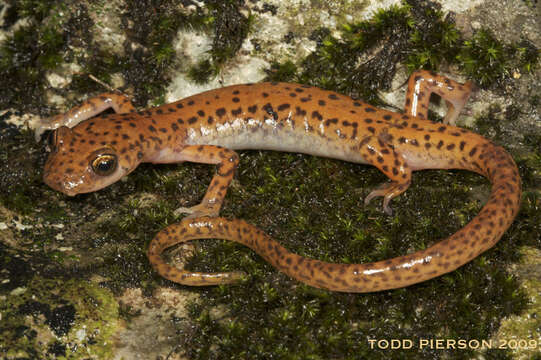 Image of Cave Salamander