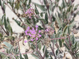 Слика од Abronia