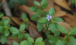 Image of Swamp Snakeherb