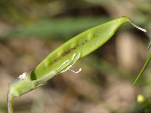 Image of cicercha purpurina