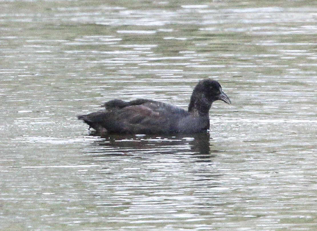 Image of Common Coot