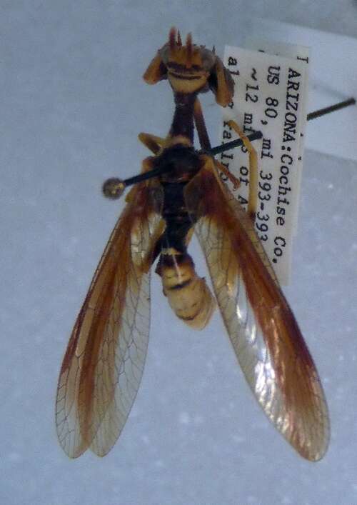 Image of Wasp Mantidfly