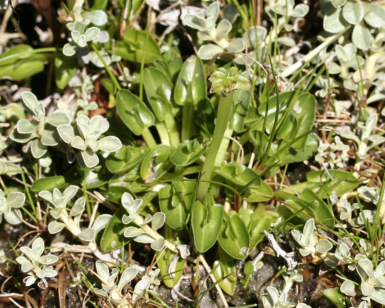 Image of Caltha phylloptera A. W. Hill