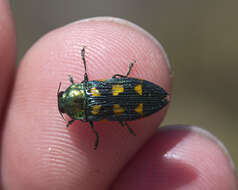 Castiarina insculpta (Carter 1934) resmi