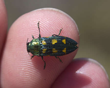 Image de Castiarina insculpta (Carter 1934)