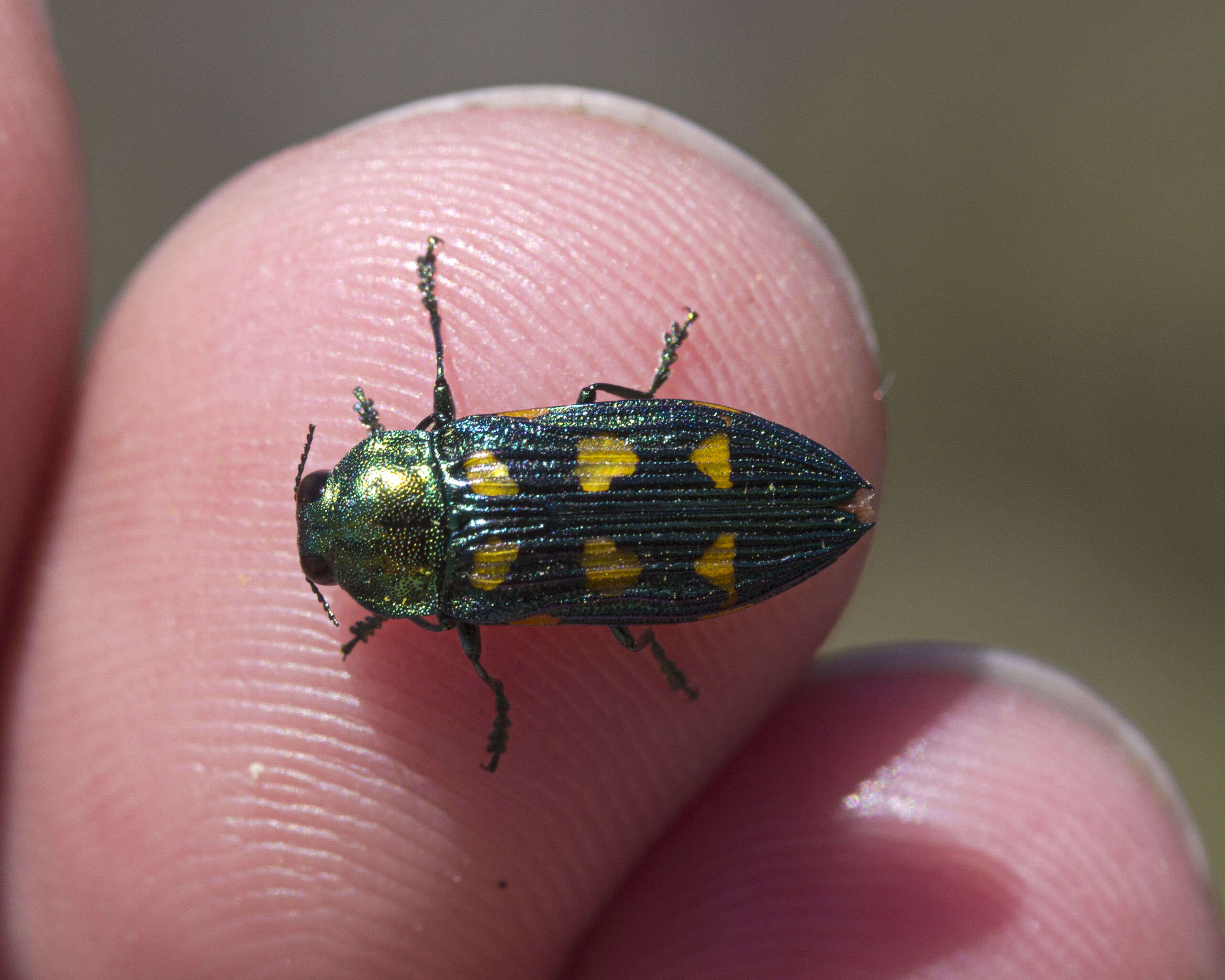 Image of Castiarina insculpta (Carter 1934)