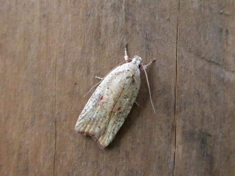 Image of Grass leafminer moth