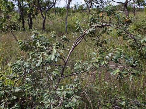 Image of Mama Cadela