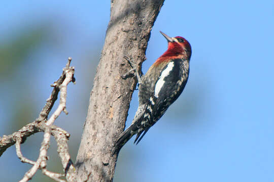 Image of Red-breasted Sapsucker