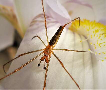 Image of Tetragnatha striata L. Koch 1862