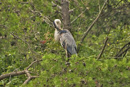 Image of Ardea Linnaeus 1758