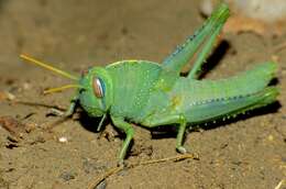 Image of egyptian grasshopper, tree locust