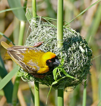 Image of African Masked Weaver