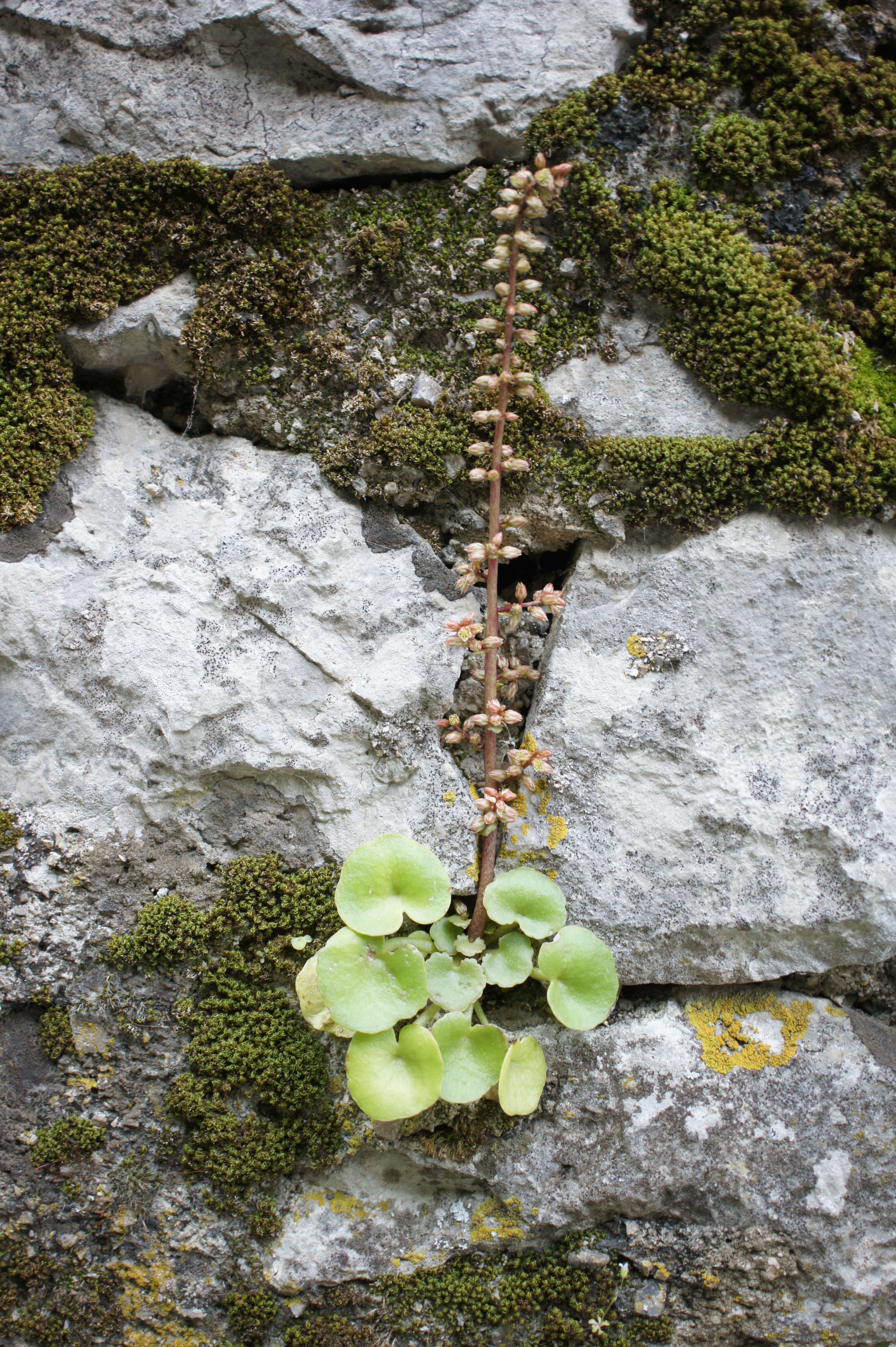 Image of Umbilicus rupestris (Salisb.) Dandy