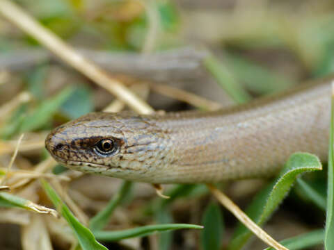 Image of Slow worm