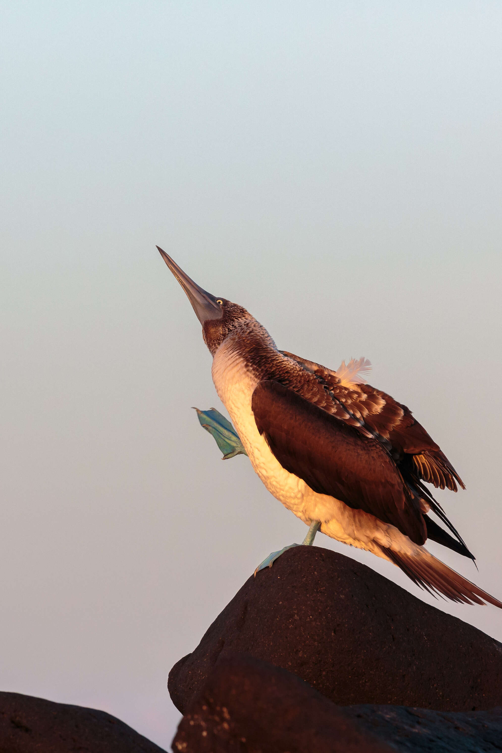 Image of Blue-footed Booby