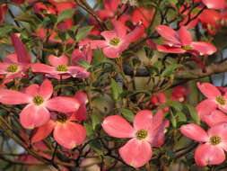 Image of dogwoods