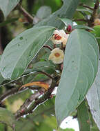 Image of Drymonia stenophylla (Donn. Sm.) H. E. Moore