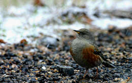 Image of accentors