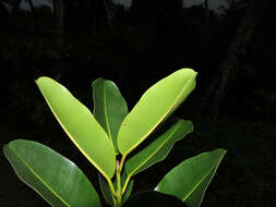 Image of calophyllum