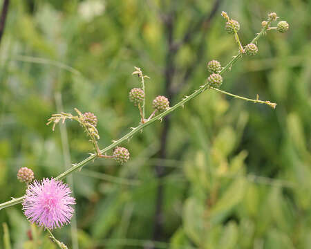 Image of fourvalve mimosa