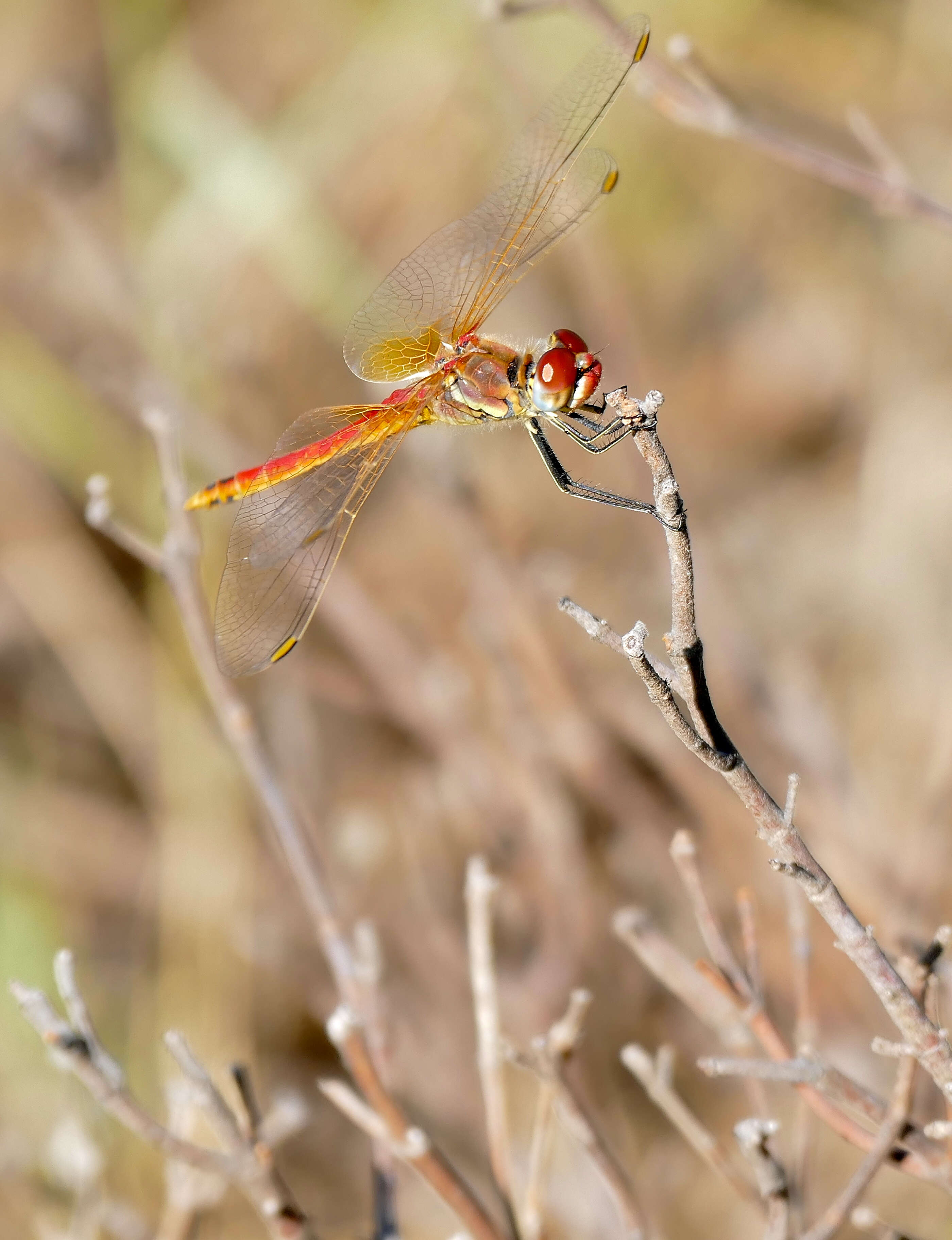 Image of Red-veined Darter