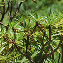 Image of Euphorbia norfolkiana Boiss.