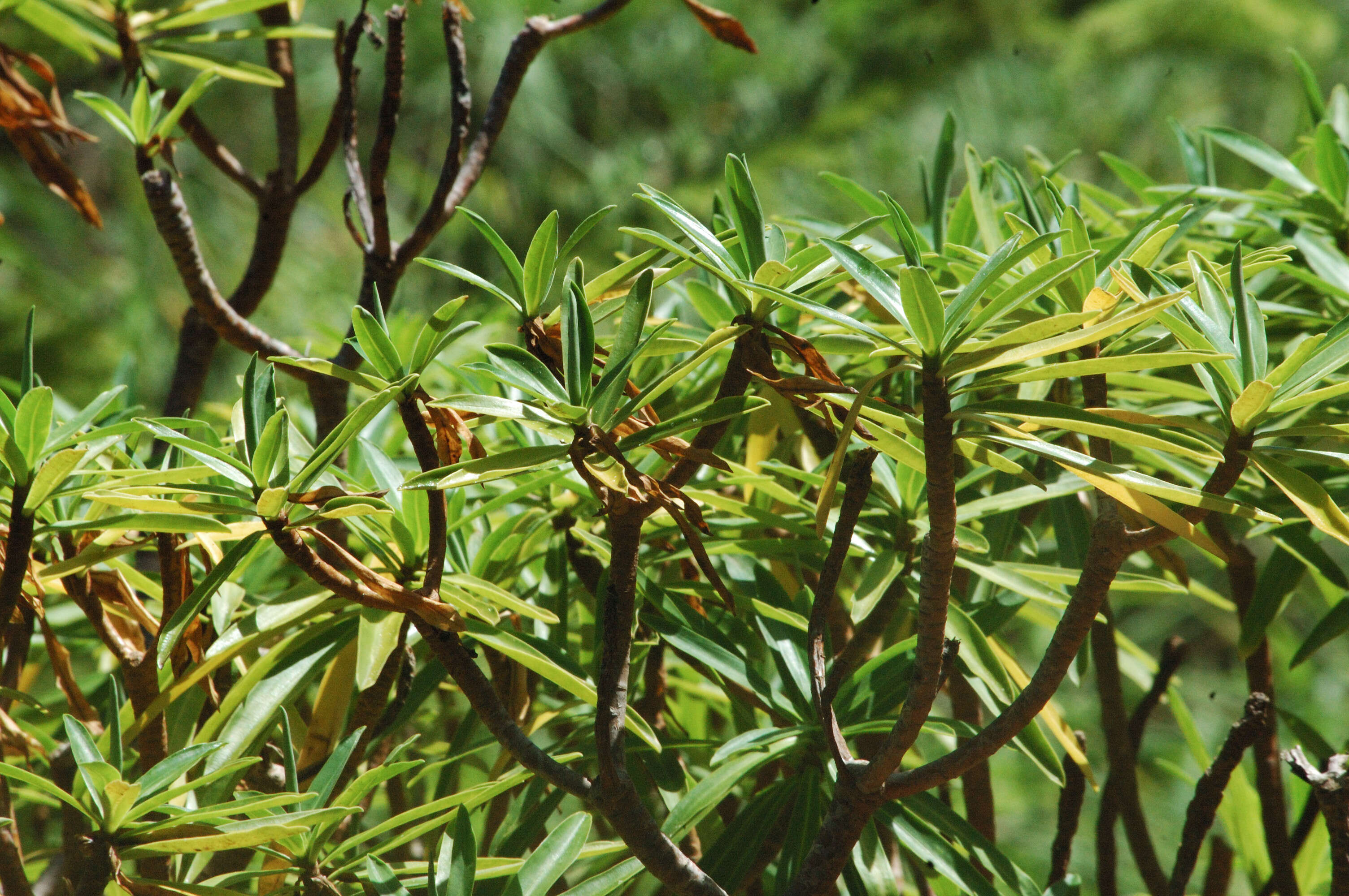 Image of Euphorbia norfolkiana Boiss.