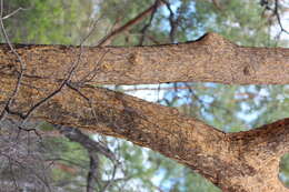 Image of corymbia