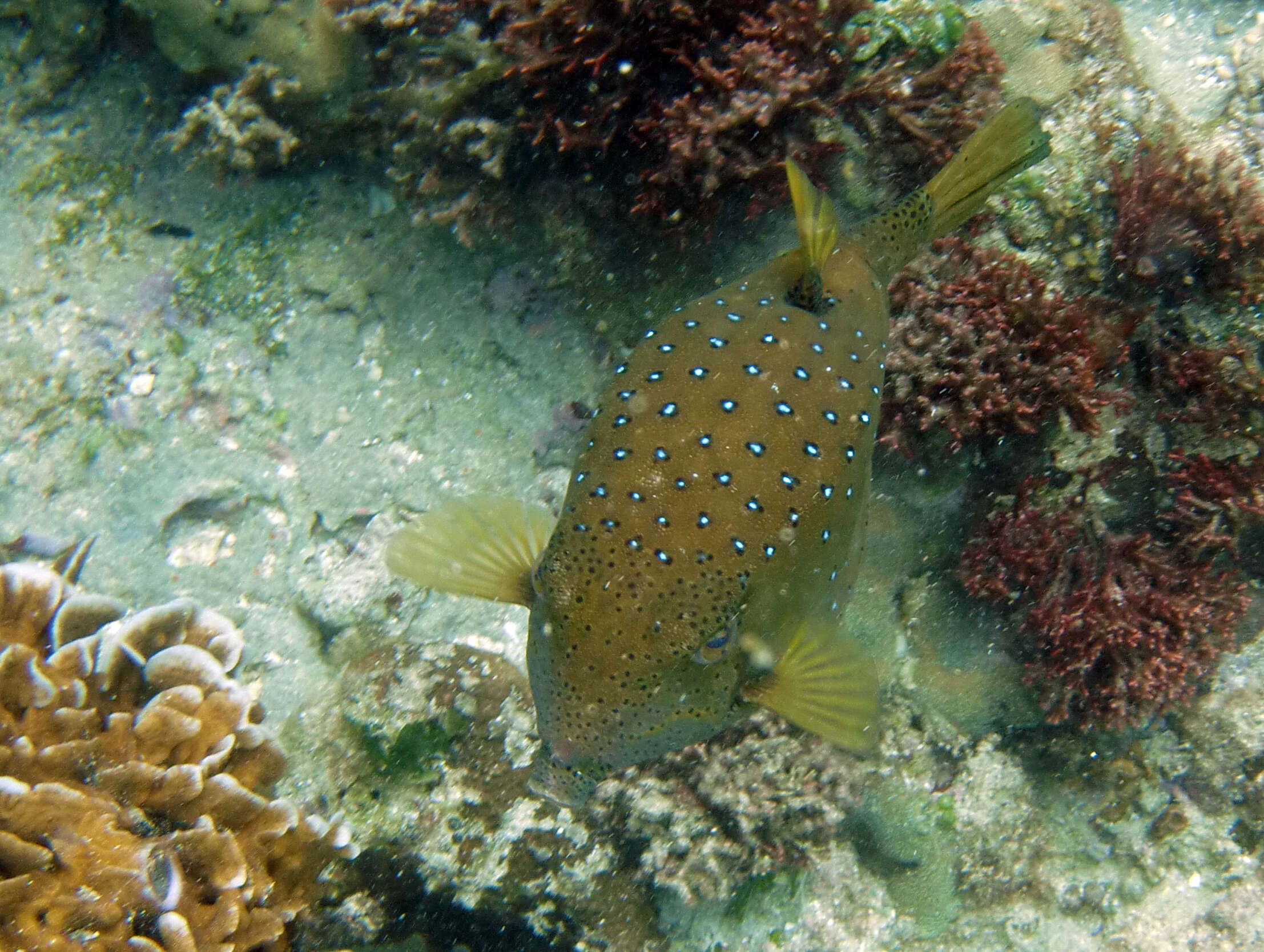 Image of Boxfishes