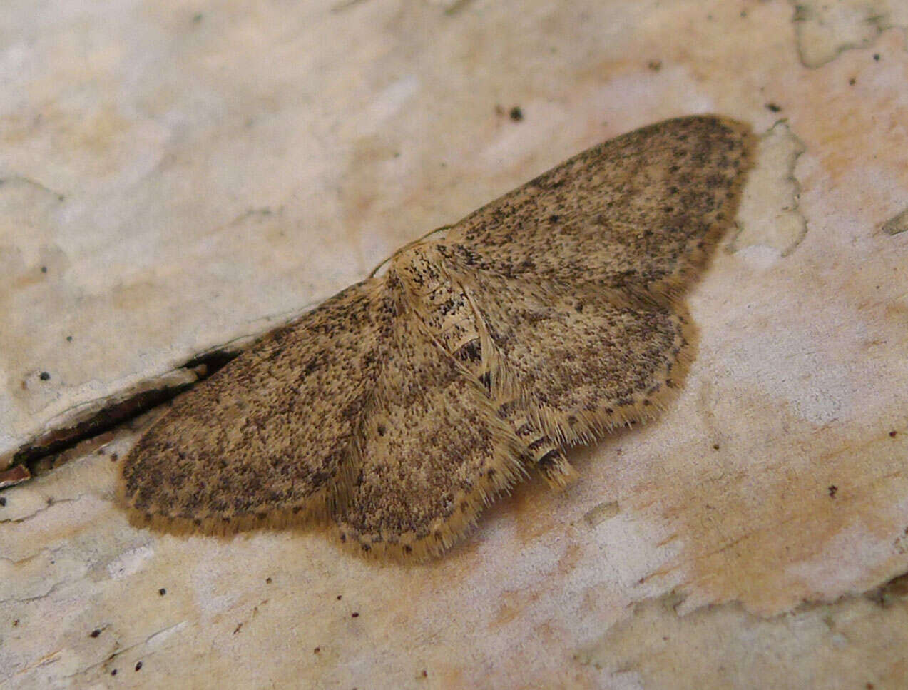 Image of Idaea