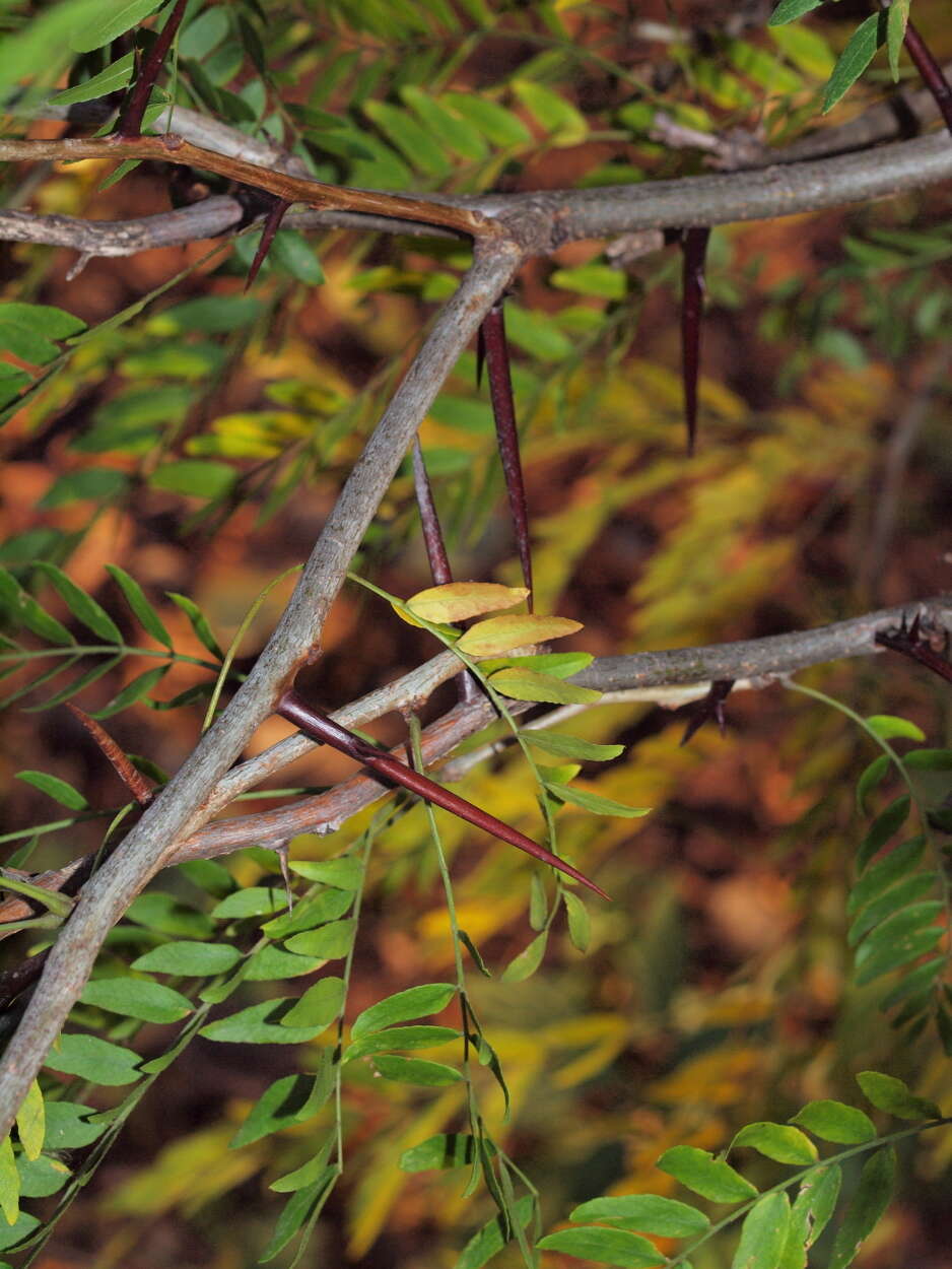 Image of locust