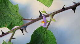 Image of Solanum reflexiflorum Moric. ex Dun.