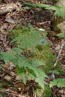 Image of oakfern