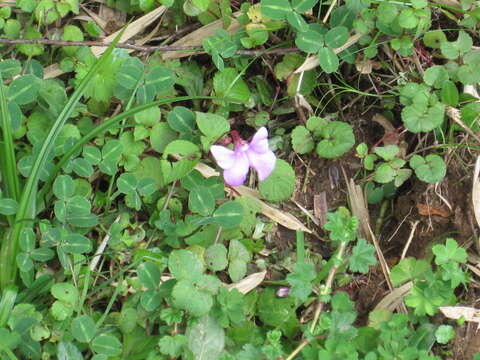 Image of Impatiens hoehnelii T. C. E. Fries