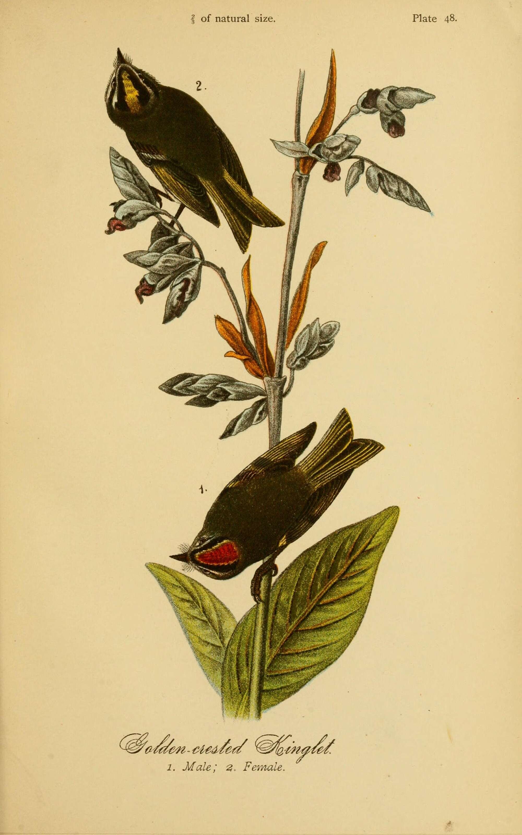 Image of goldcrests and kinglets