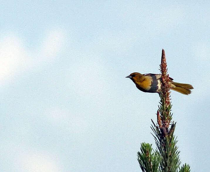 Image de Oriole de Bullock