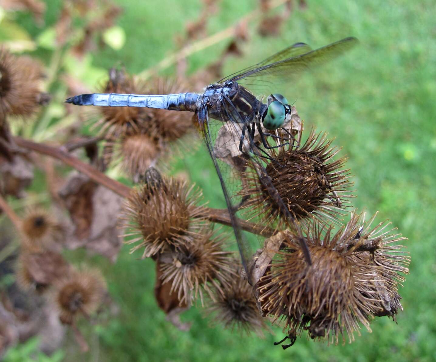 Image of Blue Dasher