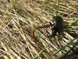 Image of European Ground beetle