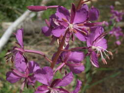 Image of rosebay willowherb