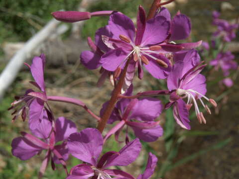 Image of fireweed