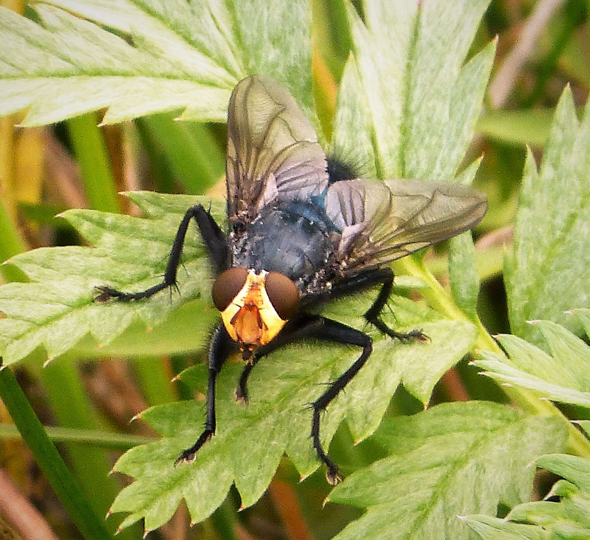 Cynomya mortuorum (Linnaeus 1761) resmi