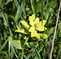 Euphorbia oblongata Griseb. resmi