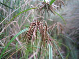 Image of clustered flatsedge