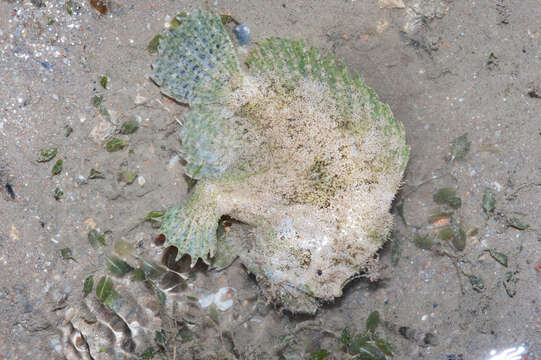 Image of Rough angler fish