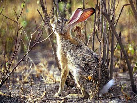 Imagem de Lepus capensis Linnaeus 1758